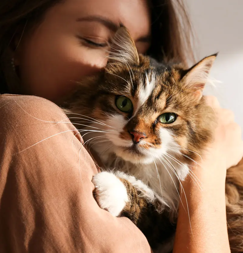 313813981 Pet memoriam services in Virginia