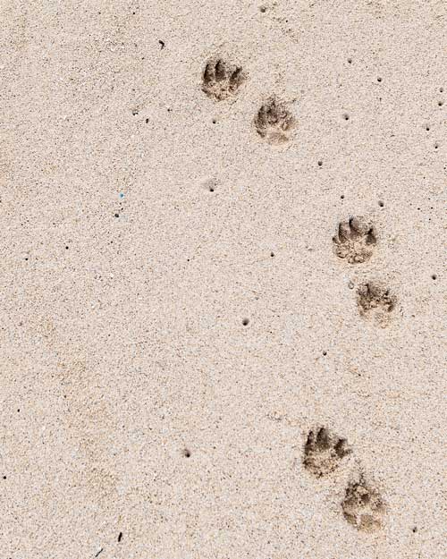 Pet memoriam services in Virginia